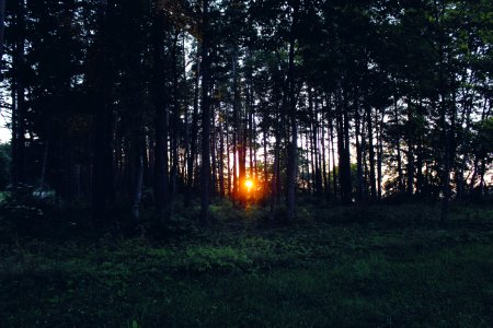 silhouette of sunlight passing through brown trees photo