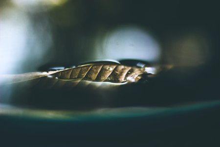 close photo of leaf on body of water photo