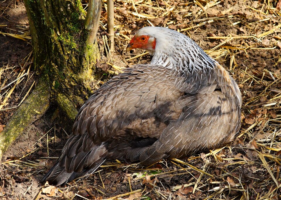 Pride feather gockel
