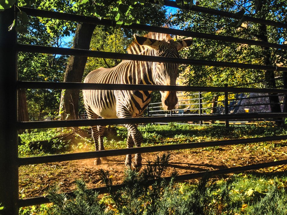 Moskva, Russia, Moscow zoo