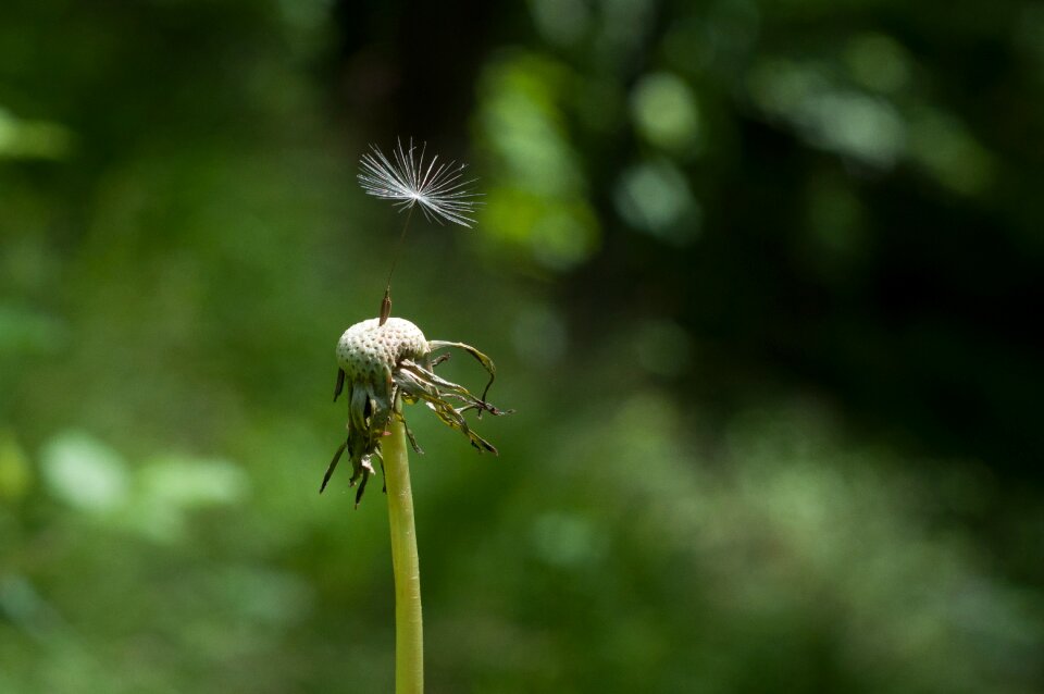 Dandelion seed delicate environment