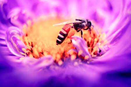 black and white bee on yellow and purple flower photo