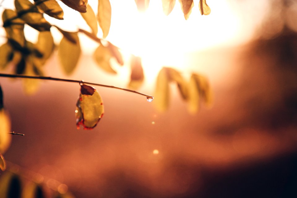 France, Nature, Light