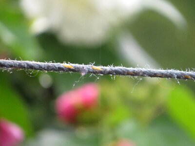 Landscape armenia quindio photo