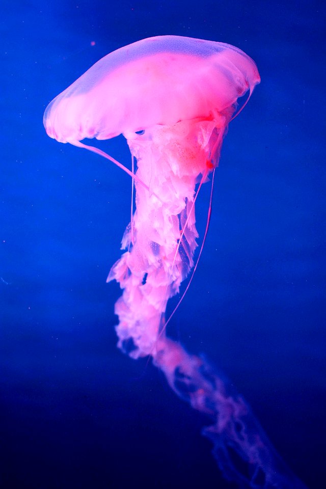 white jellyfish photo