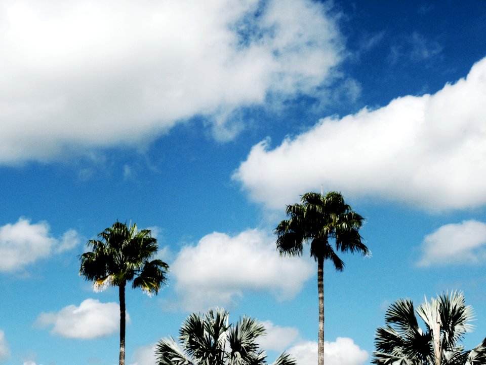 Orl, United states, Trees