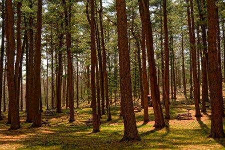 green trees during daytime photo