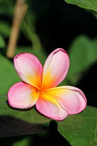 Light colors flowers