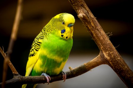 green and yellow bird standing on tree branch photo