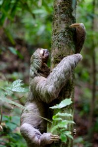 primate climbing tree photo