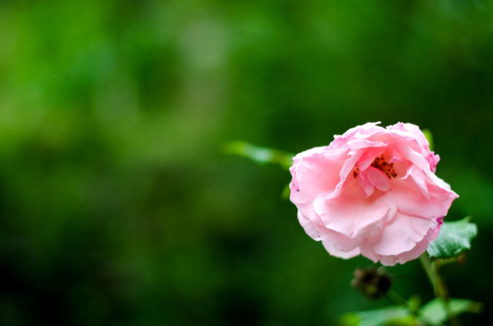 Nature, Pink, Flower
