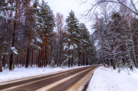 Snow winter road trees photo