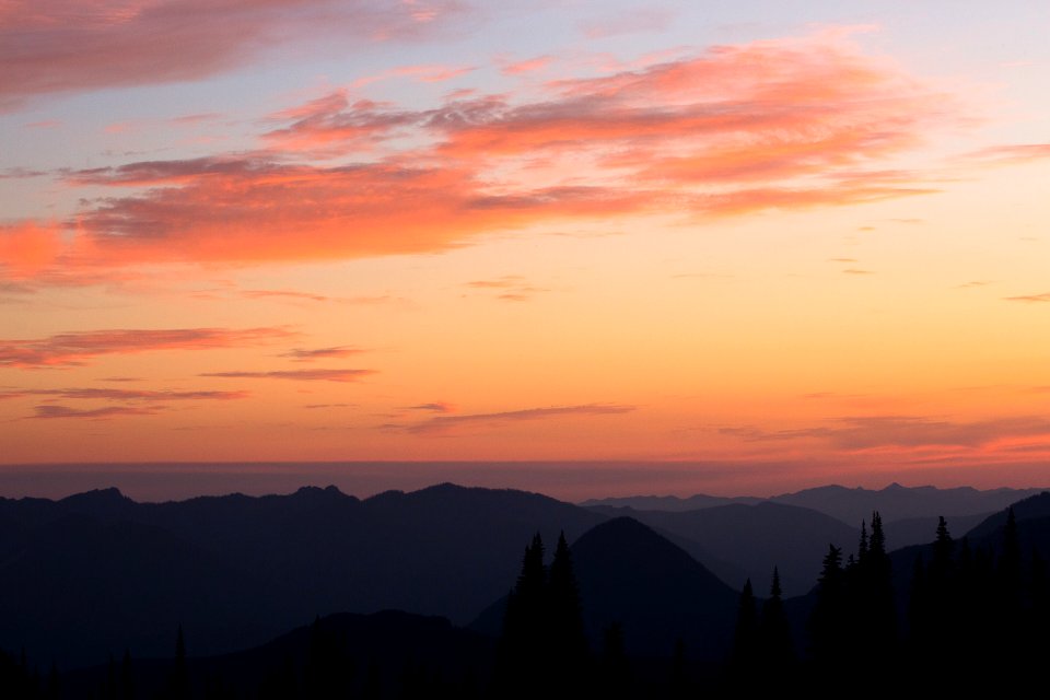 Washington, United states, Trees