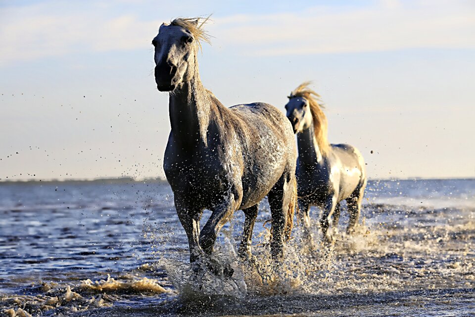 Equine horseback riding mane