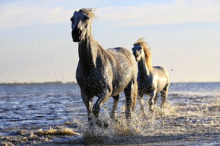 Equine horseback riding mane photo