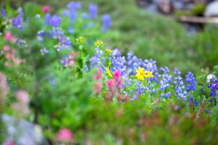 Mt rainier, United states, Mountain flowers photo