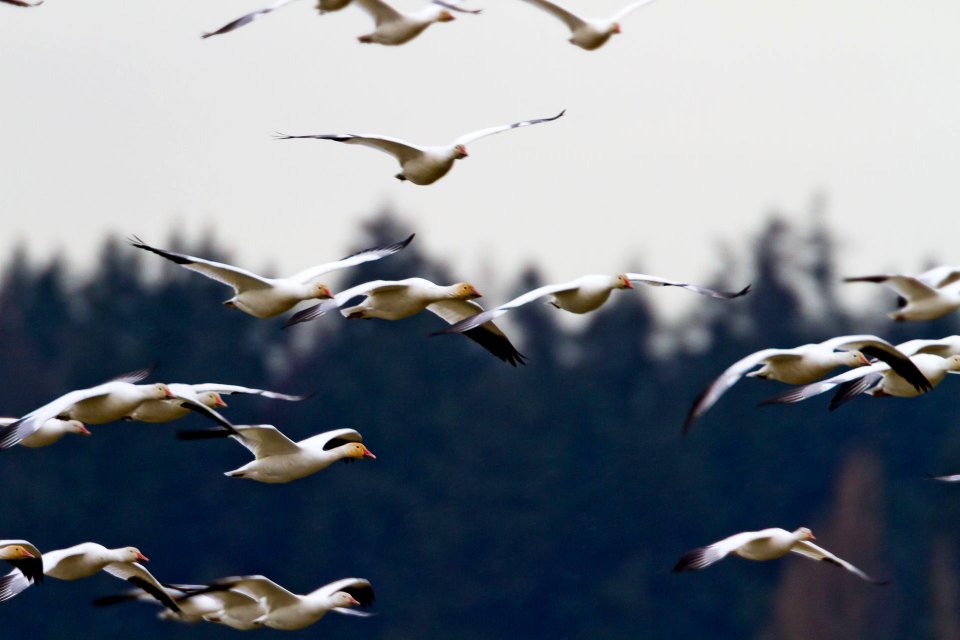 flock of seagull during daytime