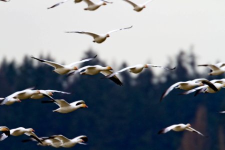 flock of seagull during daytime