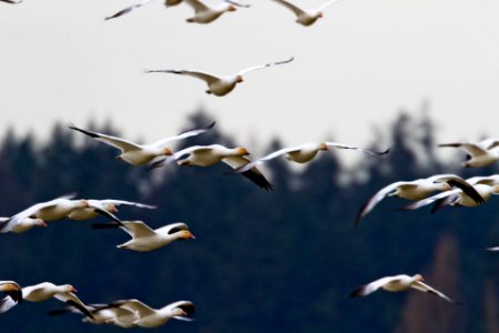 flock of seagull during daytime photo