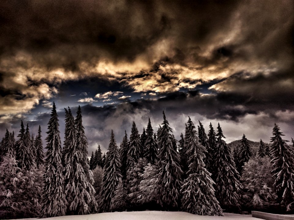 landscape photography of forest under cloudy sky