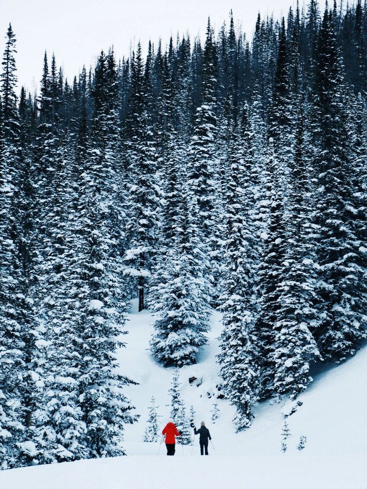 Trees, Winter, Adventuring