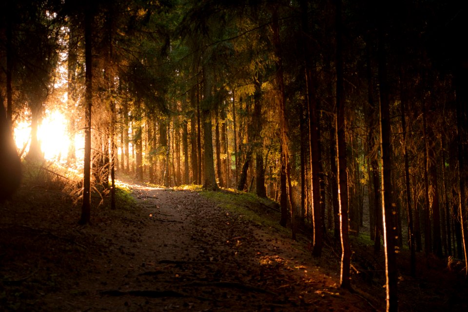 Veitsdorf, Austria, Forest