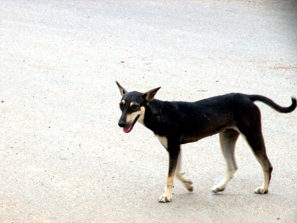 Karachi, Pakistan, Love