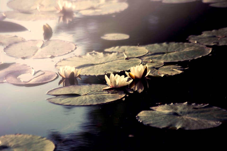 Giverny, France, Dream