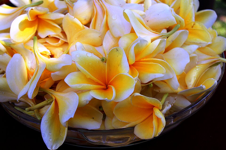 Light colors flowers