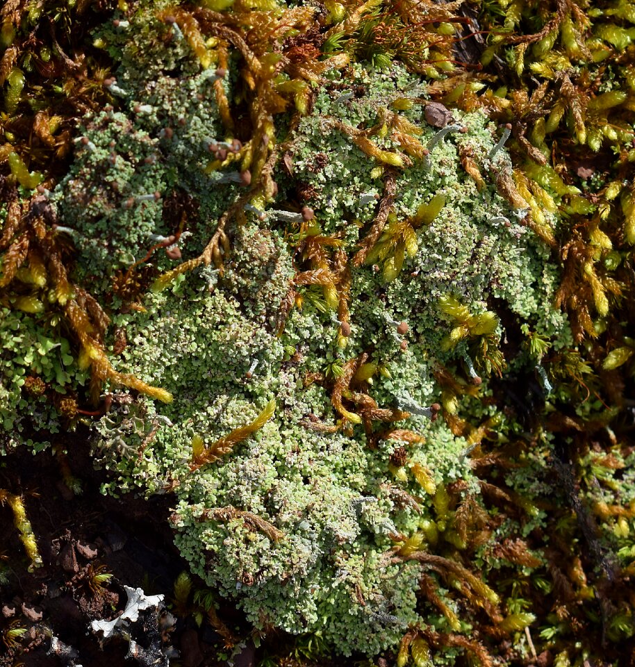 Cyanobacteria fungi nature