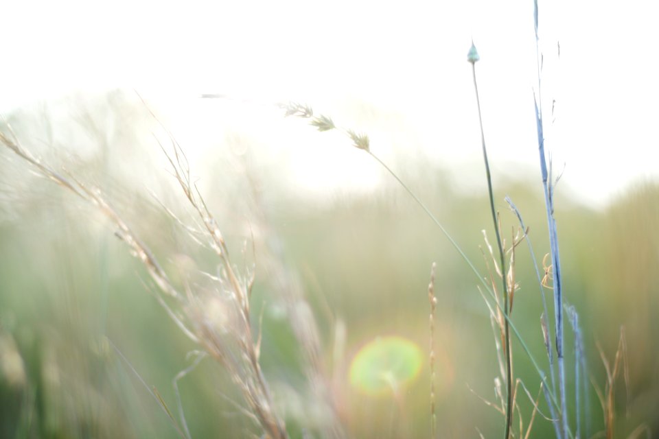 Golden, Background, Nature