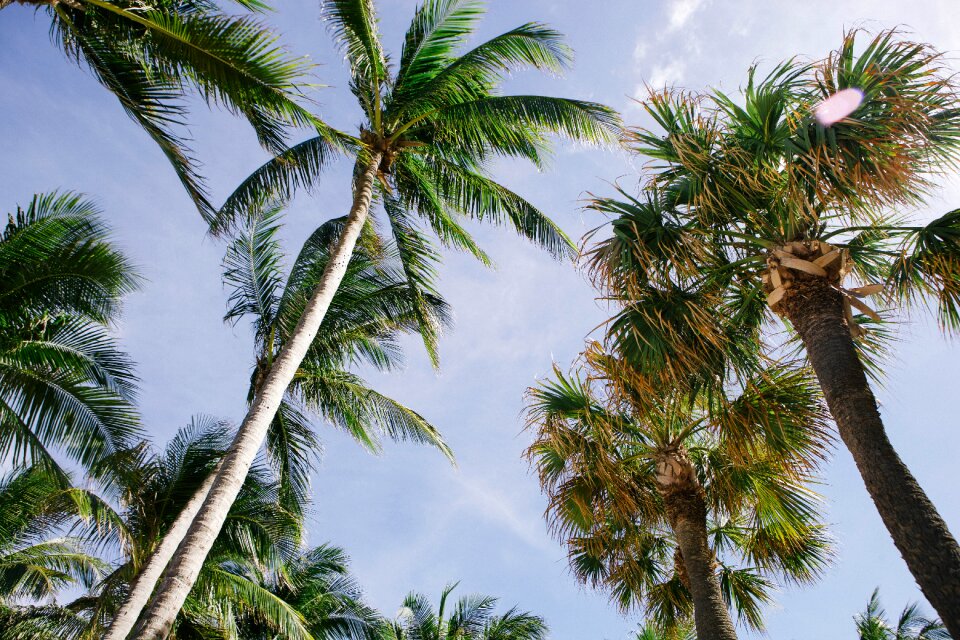 Sky trees tropical