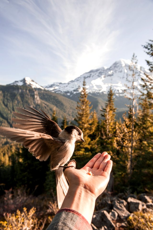 brown bird perched on left palm