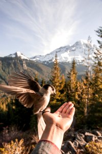 brown bird perched on left palm