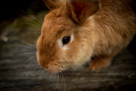 brown rabbit in shallow focus photo