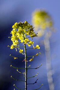 Single yellow agriculture