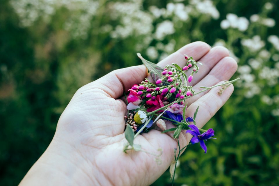 Holding, Plants, Wild
