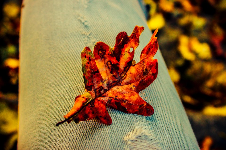Orange, Red, Fall