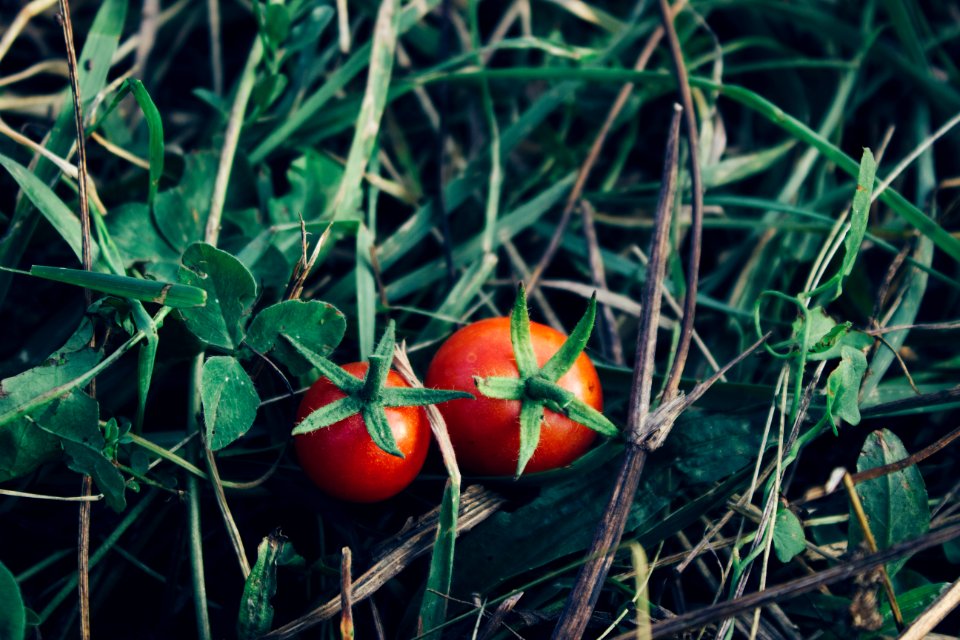 Serbia, Gardening, Garden