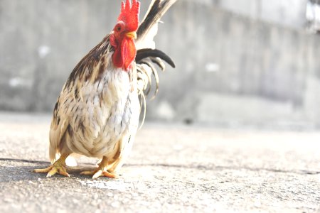 white-and-brown hen standing on gray concrete surface photo
