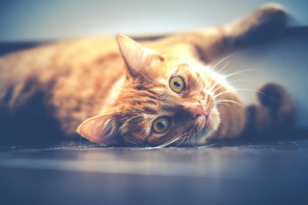 shallow focus photography of orange cat photo