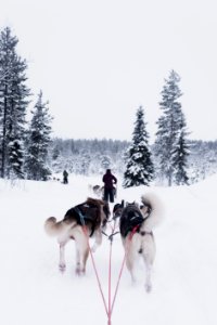 dogs pulling person on snow photo