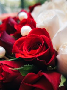 Boquet, Bokeh, Flowers