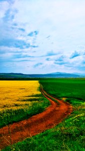 Romania, Alba county, Crops