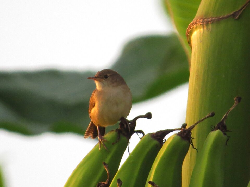 Armenia quindio colombia