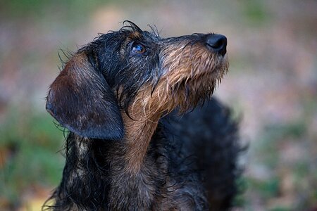 Cute playful breed