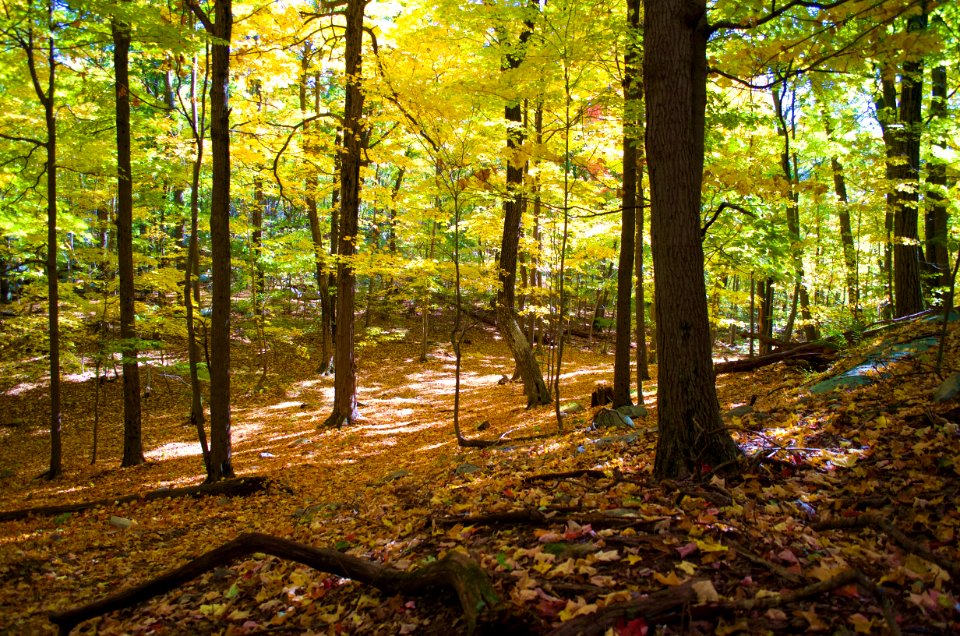 Norvin green state forest, Bloomingdale, United states