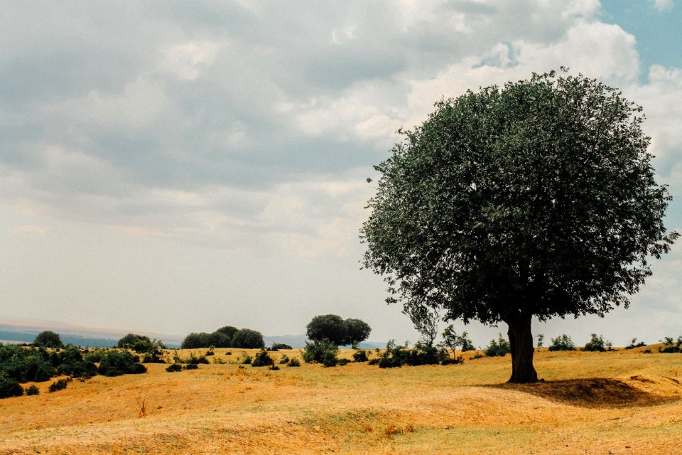 Cloud, Sky, Tree