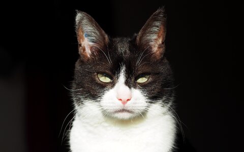 Cat portrait feline photo
