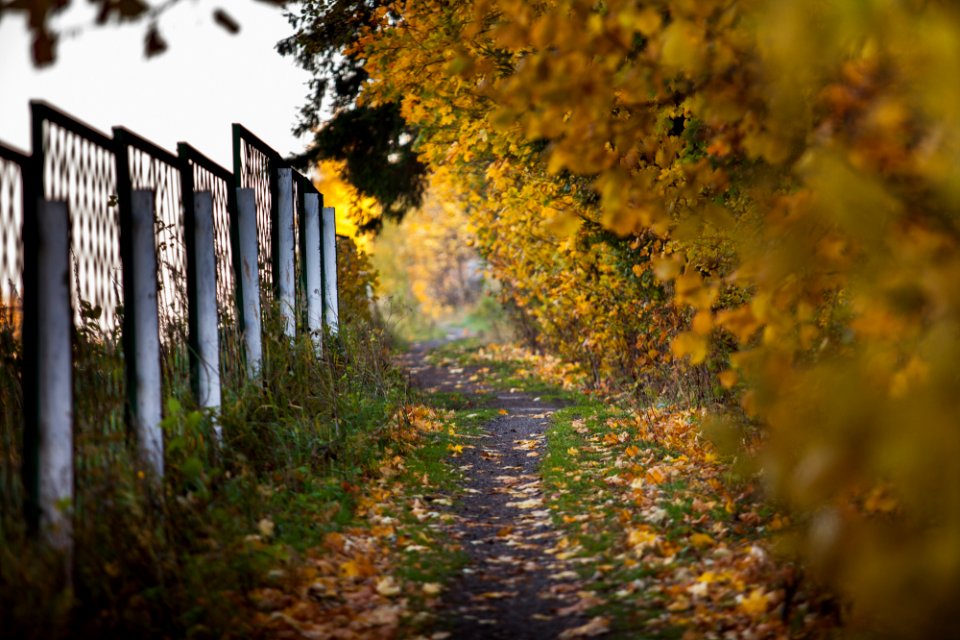 Russia, Trail, Trees